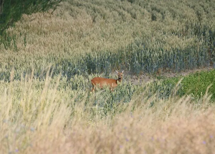 Historisches Gebaeude 